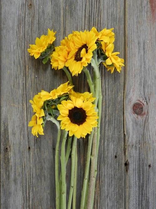 30 LARGE AND 30 PETITE YELLOW SUNFLOWER